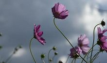 复杂永远拼不过简单