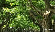 描写梧桐树的好段