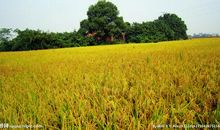 描写田园风光的好词