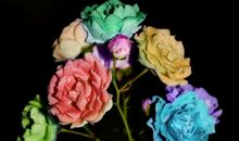 经典语录：花开不同赏，花落不同悲；若问相思处，花开花落时