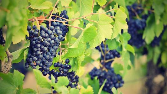 句子描述秋天的葡萄
