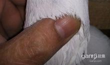 三毛：吉屋出售