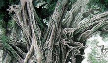 描写榕树的段落