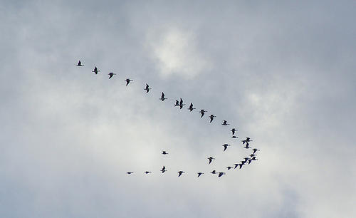 描写向南飞翔的鹅的句子