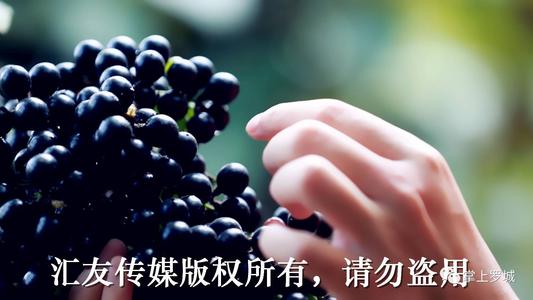 于大夫：培根浓密的手掌，蚊子大的手掌