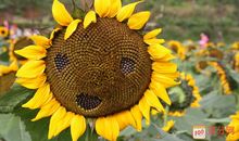 第一次试着拍向日葵作文