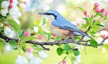 关于春天的鸟的诗句