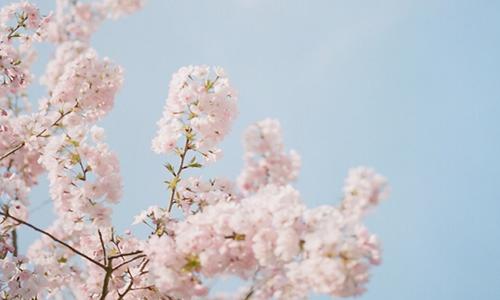 描述作品中梅花的具象句