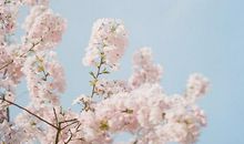 作文中描写梅花的比喻句