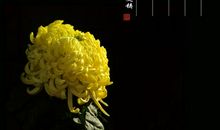 菊花的优美句子