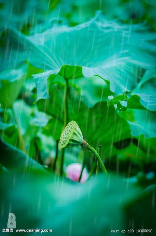 描述夏天下雨的声明