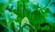 描述夏天雨的语句