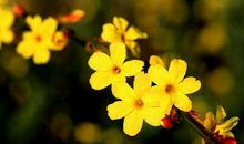 描写迎春花的好句