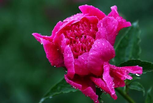 描述花朵的陈述