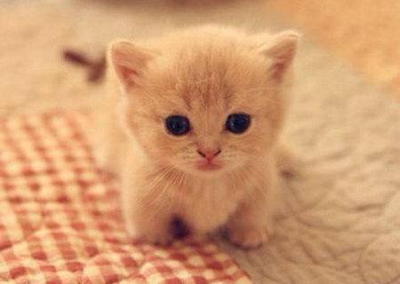 描述动物特征的句子