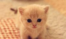 描写动物特点的句子