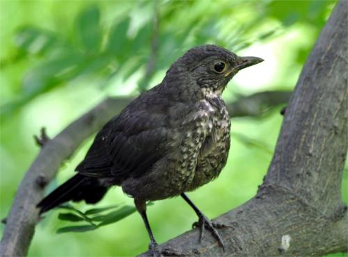 绕过第五个单元作业：黑鸟带来的欢乐