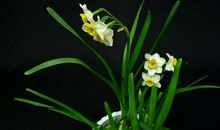 描写水仙的诗句