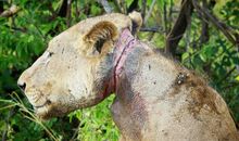 用奄奄一息造句