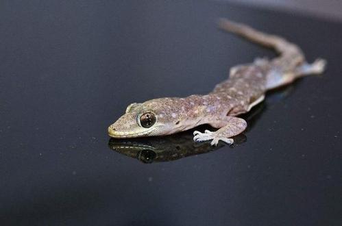 不请自来的客人