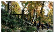 秋游崇福村作文