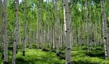 我是沙漠里的一棵白杨作文