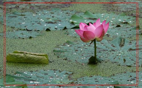 秋月潭荷花池组成