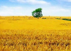 《麦田守望者》中的行情