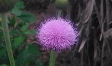 北岛：冷酷的希望