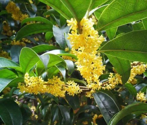 关于桂花的名言