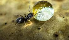 像蚂蚁一样工作，像蝴蝶一样生活