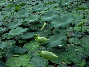 描写霞的美丽诗句