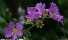 描写花美的语句