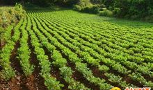 关于农业施肥的谚语大全