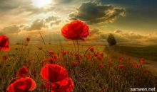 有关幸福的优美段落