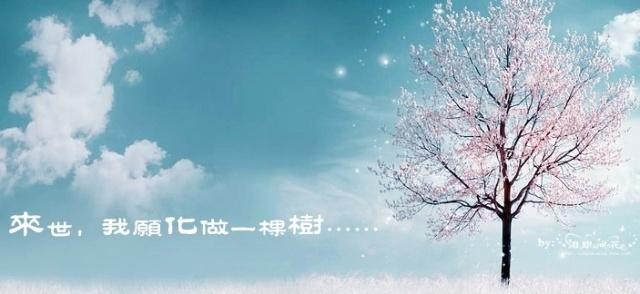 席慕容：孤独的树