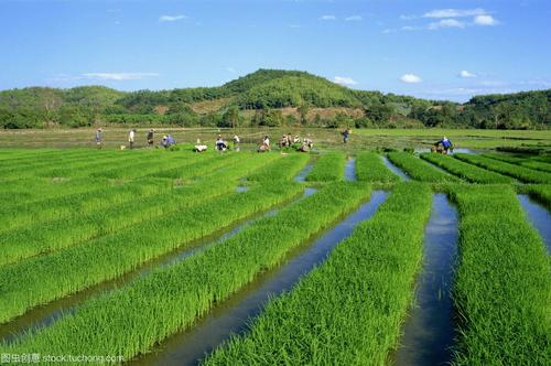 农业种植谚语