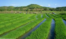 农业种植谚语大全