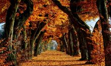 郁达夫：故都的秋