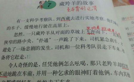 藏羚羊跪着的续写