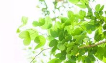 二十四节气农业谚语歌