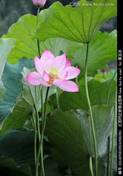 描写荷叶的句子