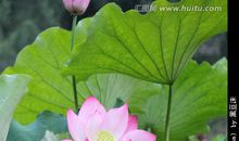 描写荷花荷叶的语句