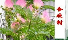 史铁生：合欢树