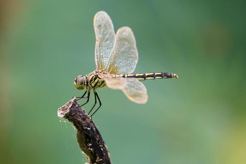 描述蜻蜓的句子
