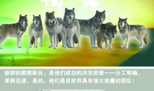 关于团队的名言