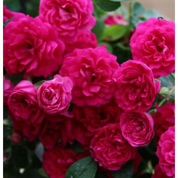 描绘四个季节的花朵的诗