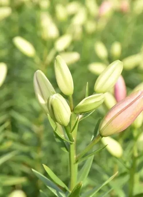 描述百合的段落