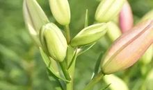 描写百合花的一段话