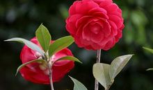 描写茶花的好段